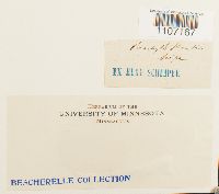 Brachythecium starkii image