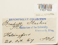 Brachythecium starkii image