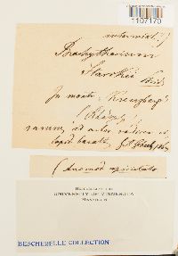 Brachythecium starkii image