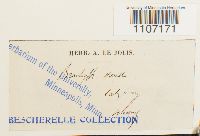 Brachythecium starkii image