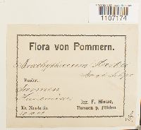 Brachythecium starkii image