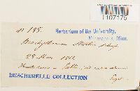 Brachythecium starkii image