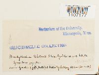 Brachythecium erythrorrhizon image