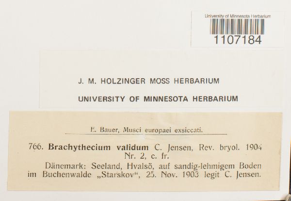 Brachythecium velutinum var. validum image