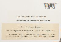 Media resource of Brachythecium velutinum