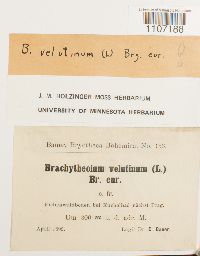 Brachythecium velutinum image