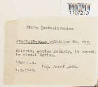 Brachythecium velutinum image