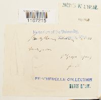 Brachythecium velutinum image