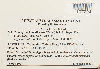 Brachythecium albicans image