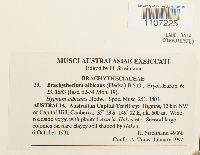 Brachythecium albicans image