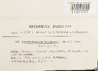 Brachythecium buchananii image