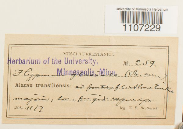 Brachythecium glareosum image