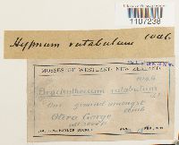 Brachythecium rutabulum image