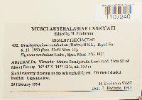 Brachythecium rutabulum image