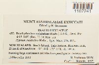 Brachythecium rutabulum image