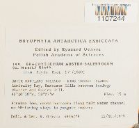 Media resource of Brachythecium austrosalebrosum