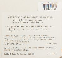 Brachythecium subpilosum image
