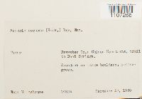 Braunia secunda image