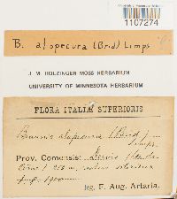 Braunia alopecura image