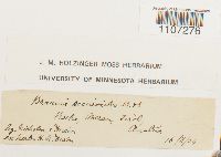 Braunia alopecura image