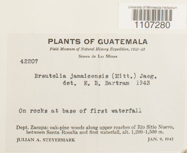 Breutelia jamaicensis image