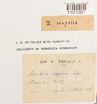 Image of Breutelia scoparia