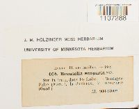 Breutelia scoparia image