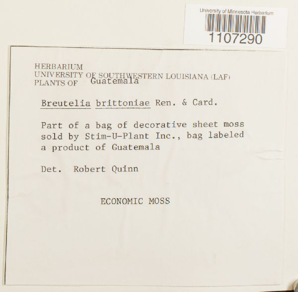 Breutelia brittoniae image