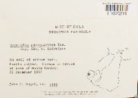 Image of Breutelia persquarrosa