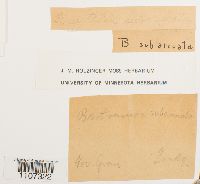 Image of Breutelia subarcuata