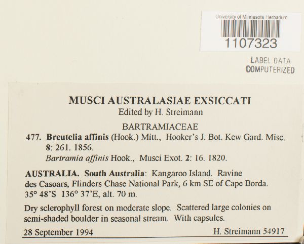 Breutelia affinis image