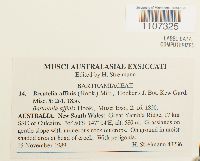 Breutelia affinis image