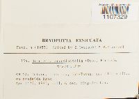 Breutelia arundinifolia image