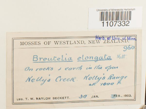 Breutelia elongata image