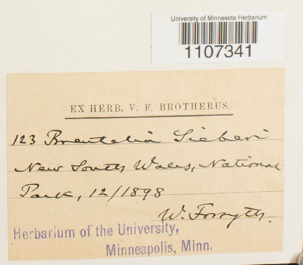 Breutelia sieberi image