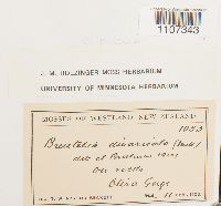 Breutelia divaricata image