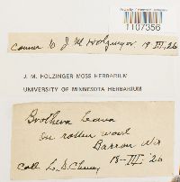 Brothera leana image