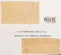 Brothera leana image