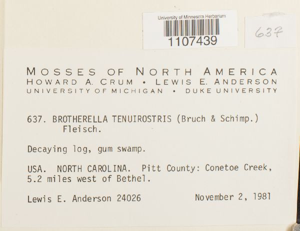 Platygyrium repens image