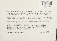 Bruchia flexuosa image