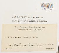 Bruchia flexuosa image