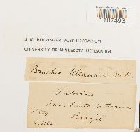 Thumbnail image of current specimen