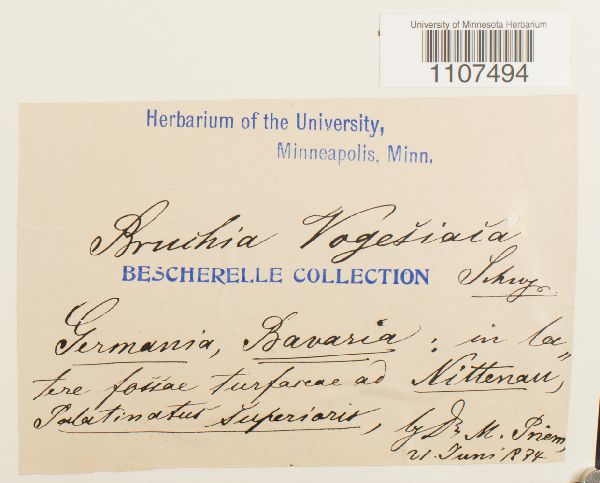 Bruchia vogesiaca image