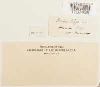 Bruchia vogesiaca image