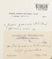 Bryhnia graminicolor image