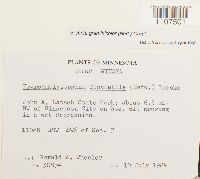 Bryhnia graminicolor image