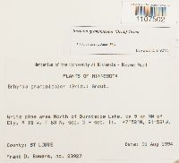 Bryhnia graminicolor image