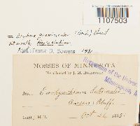 Bryhnia graminicolor image