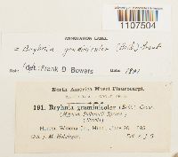 Bryhnia graminicolor image