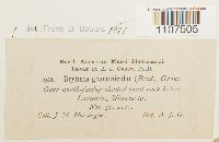 Bryhnia graminicolor image